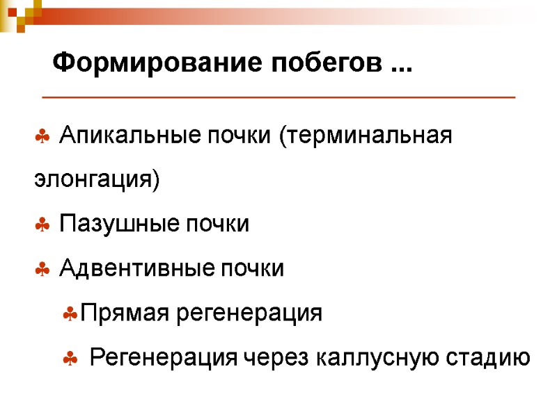 Формирование побегов ...  Апикальные почки (терминальная  элонгация)  Пазушные почки  Адвентивные